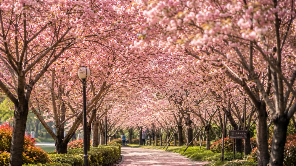 The pink cherry blossom tunnel at Shanghai Gucun Park's Cherry Blossom Festival, with morning light filtering through the petals.