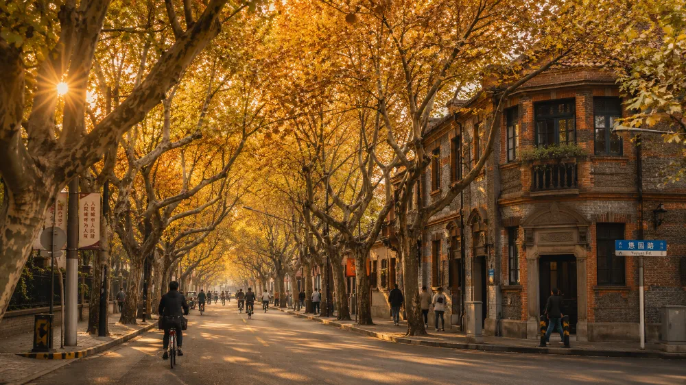 The golden autumn scenery of plane trees on Yuyuan Road in Shanghai, with the twilight light filtering through the branches and leaves.