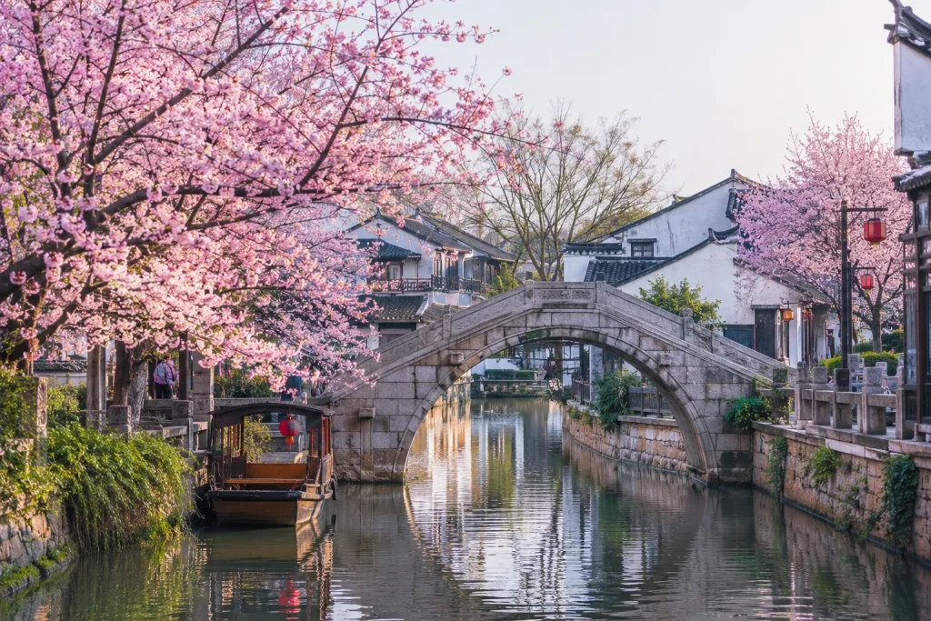 Cherry blossoms blooming along a traditional canal during spring, one of the best times to visit China