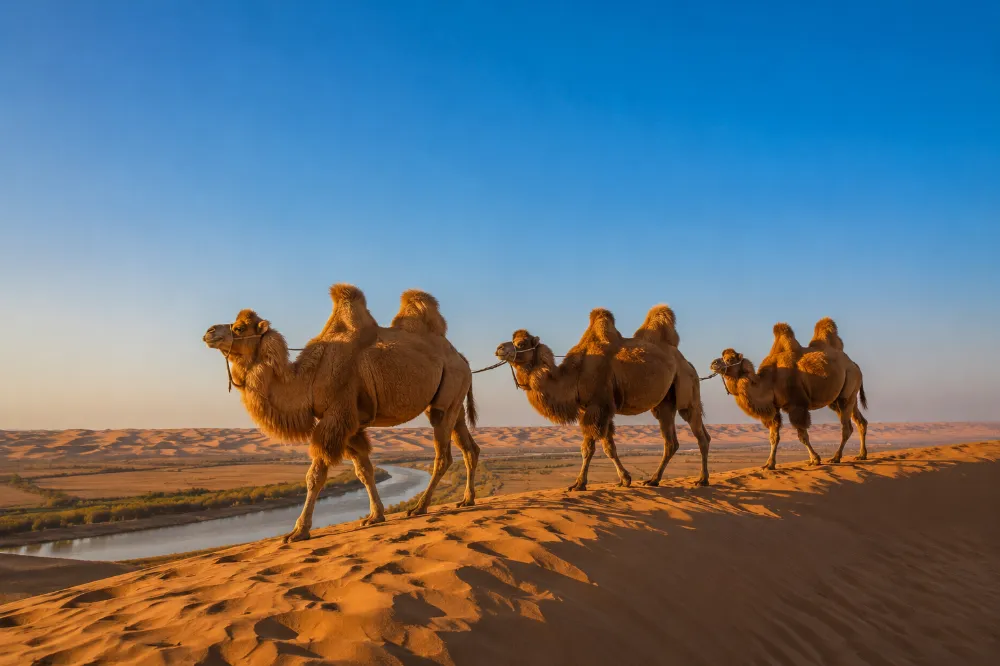 Camel caravan walking along a dune ridge in the Tengger Desert at Shapotou, with the Yellow River in the background