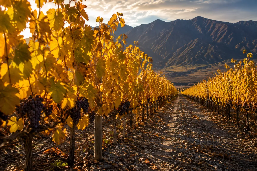 Autumn vineyard row on the eastern slopes of Helan Mountain, the heart of Ningxia wine country